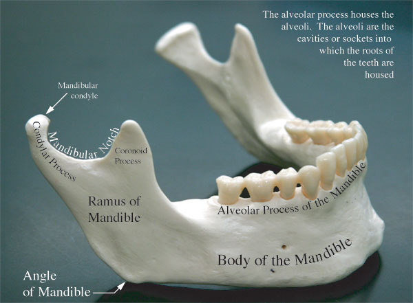 Mandible